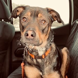 Meet your Posher, Julian